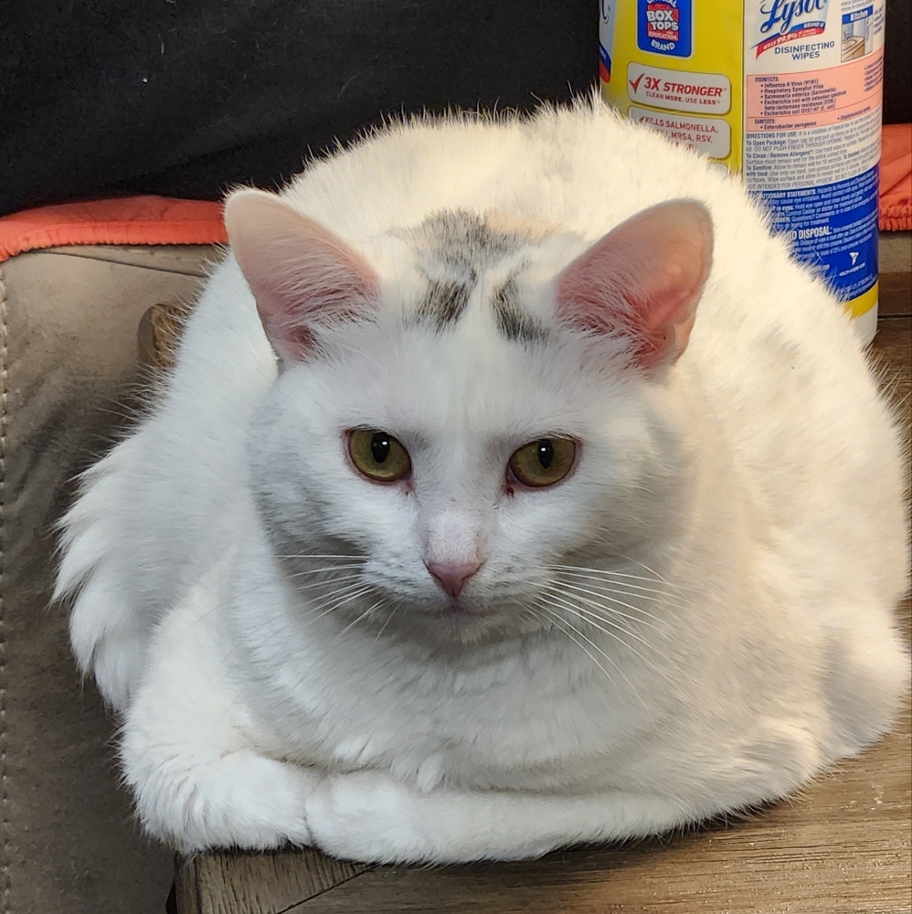 Meet your Posher, Trish